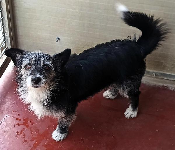 CAGNOLINI ALLA RICERCA DI UNA CASA Foto 4